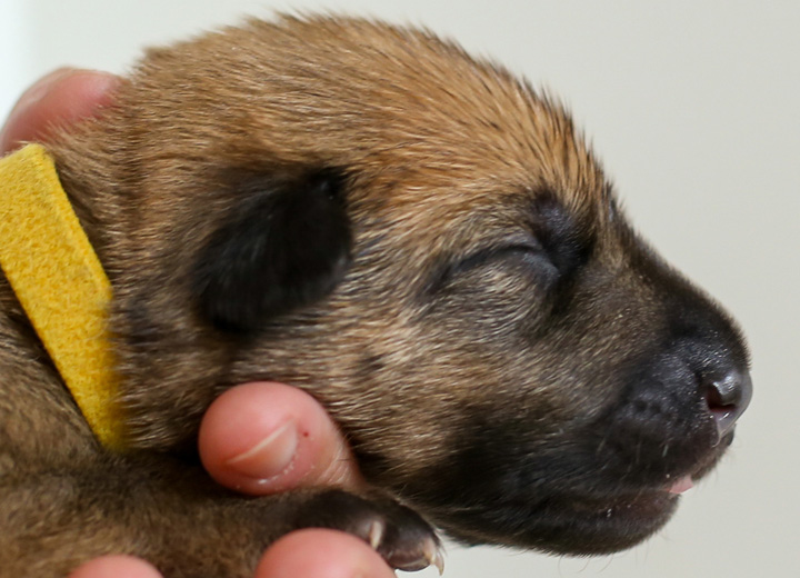 chinook puppy
